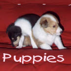 Puppy page
