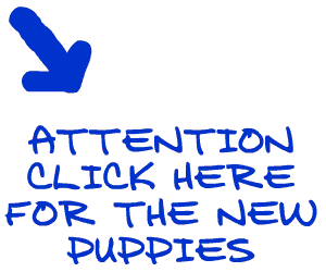 attention, new puppies, click here