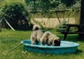 Wilbur cooling off