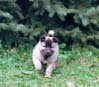Icey @ 6 weeks