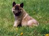 Raven at 6 weeks