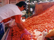 A student taking tomato samples from a truck.