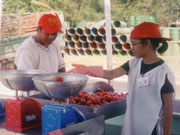 A student weighing and sorting tomatoes.