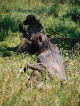 Two baboons relaxing in the heat of the sun. Generally feeding on mites and bugs and also berries.