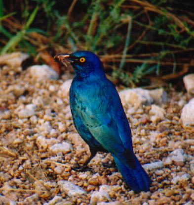 This is a ????. To really appreciate the colours of this bird you need to see it with your own eyes. If you look closely you can see a little bug in it's mouth