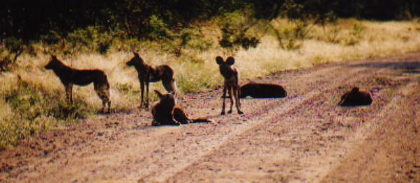 These are wild dogs, very distinguishable by their ears. We spotted these at about 6am just lying in the middle of the track and they didn't budge when we drove past them. Really cute!