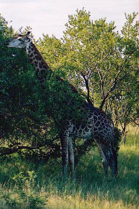 A lrage male giraffe. The males are usually darker in pattern and have no hair on the tops of their 'horns'. This is due to them fighting for dominancy