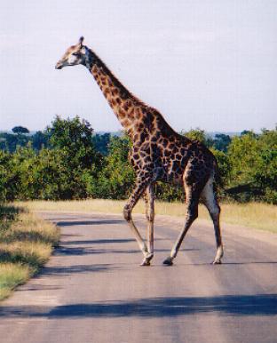 The giraffe is the lions favourite meal. The lion has adapted to the fact there are roads around and uses them to it's bennefit. The giraffe isn't very stable on the hard surface so the lion chases it onto the road and then kills it, hhmmmm yummy!