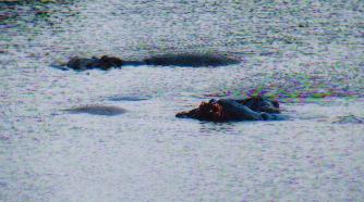 Although not very clear, these are infact hippos, and there are four of them. Swimming nearby was a croc which goes to show how all the animals live together in harmony. They didn't come out of the water and only usually do when it is feeding time. They like to be kept cool and the temperature was close to the 30's