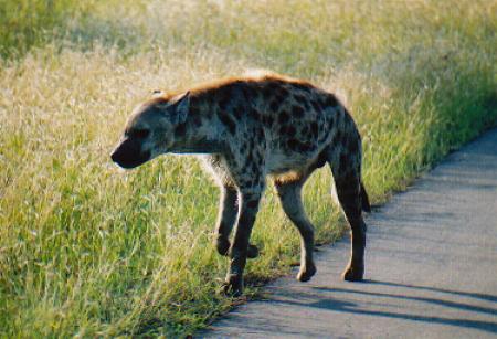 This is a hyena. It was all alone which is rare 'cos they usually hang around in packs. It is a scavenger, mainly eating off the scraps that have been left behind.