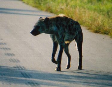 This is the same hyena moments earlier. It just strolled across the road as if there was nothing around it and without a worry in the world.