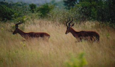 These are impala and there are between 150 and 200 thousand of them in the park. Should you ever go to the park it will be the first and the last thing you will see, and you'll get bored of them.
