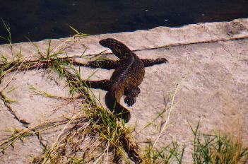 This is a legauun <Pronounced:-- leg o vaan>. It is, I think similar to that of the comodo dragon, or at least it is related in some way to the dinosaur.