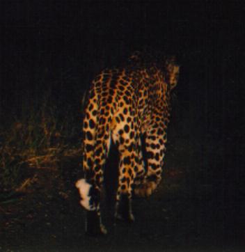 This is a male leopard. We went out on a night drive and this was the first thing we saw, what a privilege that was. It just walked so confidently down the road and never let us past it because it was incharge.
