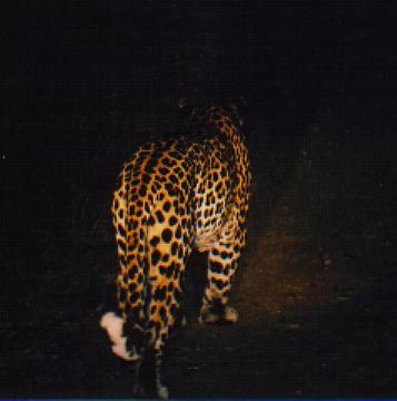The leopard usually lives around streams and rivers. This is because it's favourite food lives here, the baboon. It is a nocturnal mammal but it isn't too rare to see it out in the daytime.