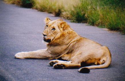 No guesses as to what this is, oh and it is male. The road in which it is lying is a normal two lane road so this is an indication as to how close we really did get to it. Not quite your average house cat is it, plus the fact this thing was huge.