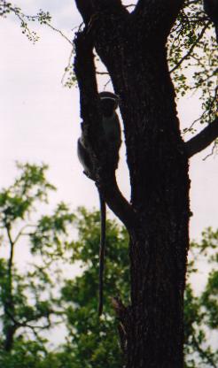 I think this is a vervit monkey. He sat there and posed for me. Straight after the photo was taken he just scampered away to all of his friends.