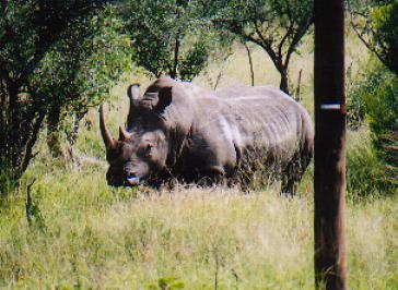 This is a white rhino. There are two types of rhino, white and black but they are both the same colour. The reasoning for the names is the fact that the white rhino has a wide mouth. It was called a wide rhino but this got, over time, changed to white.