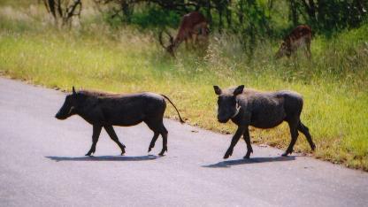 Here is mum and dad warthog. Just behind them out of picture was their childen. They are very similar to pigs as can be seen but they have four horns (tusks).