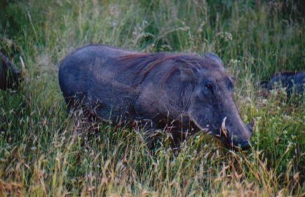 A nice close up here of a different one. You can see the mane they have and also a better view of their tusks. Quite a mean looking thing really.
