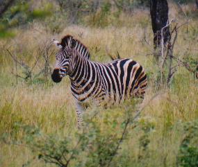 No prizes for guessing this one. There are infact lots of zebra here but we only saw a very small amount of them, less than a hundred.