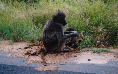 Mother Baboon and her baby. They always hang around in groups and are scavengers. They have been known to totally destroy the exterior of cars ripping off everything they can.