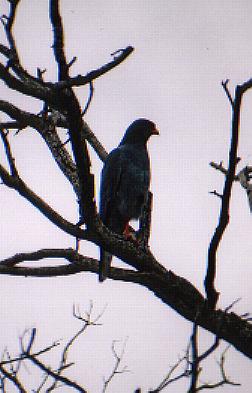 This is a ?????. It looks deceivingly small but actually has a wing span of about 4.5 ft. It is also mainly found  in dead trees, probably so it can see it's prey and enemy a lot better.