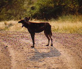 This is also a wild dog and is part of the pack just seen in the previous photo. He just stood there and didn't let us past, well iI suppose it is his territory