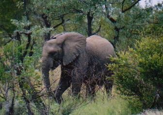 This is a baby elephant, rather large hey! It wasn't alone, infact the next picture was it's father I think.