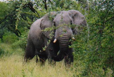 This is a bull elephant. To give you an idea of it's size, we were driving in a people carrier and we were smaller than it, by a long way. We got a little close to the baby in the previous picture and it decided to charge so we drove off rapidly, tails between our legs.