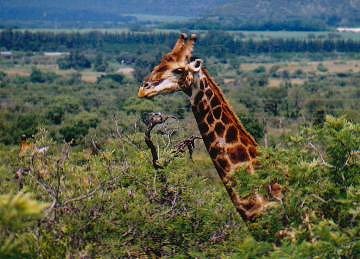 It is really visible to see from this picture just how tall the giraffe is. It is infact the tallest mammal on the earth.