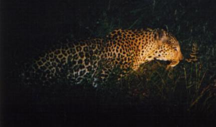 Here the beast is marking his own territory. It was quite amazing 'cos there were loads of other animals around at the same time but it didn't seem to be too bothered about feeding. It will only feed if it is hungry.