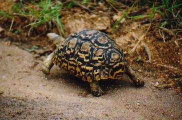 This little thing is leopard turtle. Obviously called so due to it's markings. I really can't see this one running around after zebra and the likes.