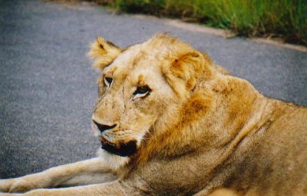 When it stood up it looked slightly malnurished. It wasn't alone, there was another male with it. I can only think that they had been rejected from the pride and have gone off to survive alone.