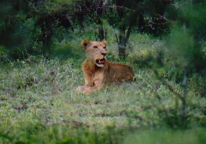 This was a different lion, male again. It was alone, a rogue one if like. He also, I think, had been rejected from the pride. He just sat there and didn't move, probably lapping up the attention.
