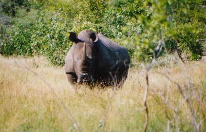 A different white rhino. We never actually saw a black one, there aren't many of them around. There were 2500 white ones, we saw 6 of them which was very good going.