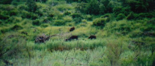 These are water buffalo. They aren't very easy to see do to the fact that they were about 1/2 km away from us. My bro' actually spotted them and to this day none of know how.