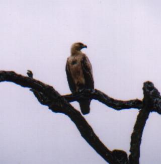 This fine bird is a white eagle. It has a huge wing span and is another one of these birds that sits in dead trees, really eerie!