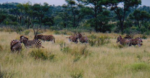 This large group were actually spotted near to some impala. They do tend to graze in the same areas and this could be very handy for when any preditors come their way. The more eyes the better especially when it is one for all and all for one out there!