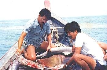 Photo Gallery 1 of Fishing Around Singapore Angler Hotspots - Cutting up a Big Stingray for distrubution while on the way back to the jetty. Do you know that BBQ stingray meat taste great.