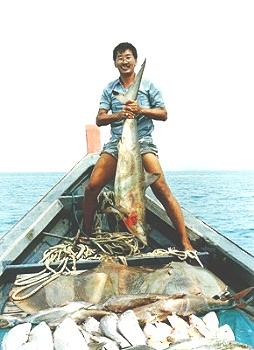 Photo Gallery of Fishing Around Singapore Angler Hotspots - This baby Shark was caught in Karang Mas weight 40kg plus and with all the mix fish like Stingray and Snapper etc