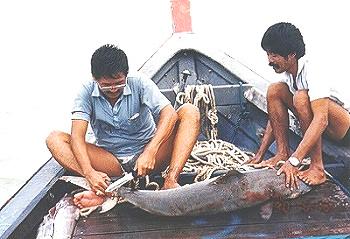 Photo Gallery 1 of Fishing Around Singapore Angler Hotspots - Another dirty work cutting up a Baby Black Tip for distribution.