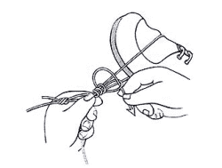 Tying Bimini Twist Knot Step by Step Pic 7 - Wrap the loop, and both strands of the Bimini three or four times then pass the tag through the loop.