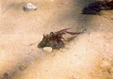Tubeworm', sarong in malay, is a type of worm found in the swampy costal. The worm hide in their cocoons (tube) as shown in the picture, to protect themselves. We have to squeeze them out and hook themon. One can buy from angler shop where there are about 10 to 15 tubes of worms in a packet. They cost around $2 to $2.50 ideal for catfishs and stingrays.