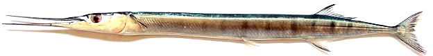 Garfish Caught Around Singapore Angler Hotspots