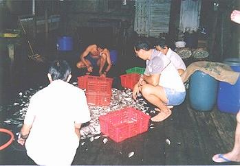 Photo Gallery 2 of Fishing Around Singapore Angler Hotspots - Sorting out the mixed fishes as food for nearby fish farm.