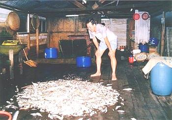 Photo Gallery 2 of Fishing Around Singapore Angler Hotspots - There are plenty of baits fish but no bigger species.