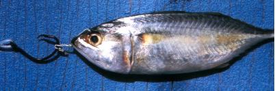 A kembung dead bait rig also catches Sails. The shiny flash and natural colours plus the baits fish profile obviously makes natural bait a premium choice at time - Fishing Around Singapore Angler Hotspots Articles