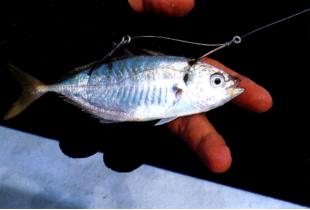 Selar is best bait for the Rompin Tenggiri. 2 hooks were used, one on the head and another at the tail. 30 to 40 lbs wire leader is sifficient to handle the toothy predators - Fishing Around Singapore Angler Hotspots Articles