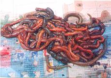 Gross Man!, if i were you, i would not say that. These so called 'ragworm' are 'famous'. I heard of the present and history of people landing fishes up to 40kg from shore where all the credits goes to the worm! The worm can grow up to more than 20cm long! A small box of these worms would cost you $3-4. Giant carfish and stingrays favourite! 